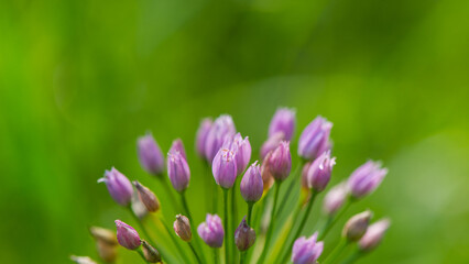 Blooming purple and pink flowers of wild onions on a blurry background. - 753568593