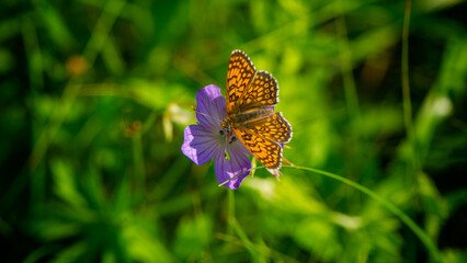 One butterfly sits on a purple flower of a wild geranium forest in the grass. - 753568759