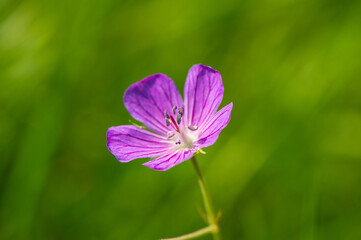One purple and pink flower of a wild geranium (Geranium palustre) forest in the grass.