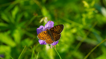 One butterfly sits on a purple flower of a wild geranium forest in the grass. - 753568766