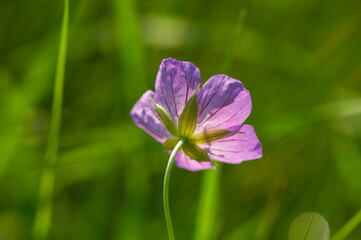 One purple and pink flower of a wild geranium (Geranium palustre) forest in the grass. - 753568775
