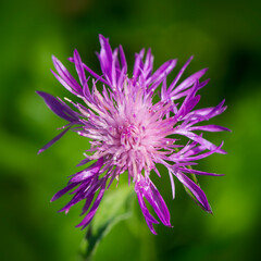 One purple cornflower on a blurred green background. - 753568779