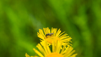 Wild bee collects pollen and nectar in yellow colors. - 753568784