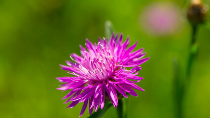 Cornflower flower on a blurred green meadow background. - 753568786
