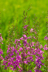 Blooming purple flowers Lythrum Virgatum in the meadow. - 753568791