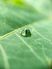 GREEN TORTOISE BEETLE (Cassida circumdata) on macro photography 