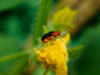 A Pumpkin Beetle in Bottle Gourd flower