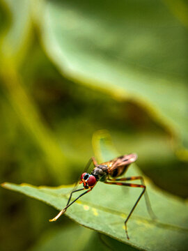 Insect photography 