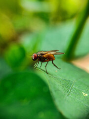 House bee Makhi image so very cool image