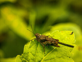 Insect on Macro photography 