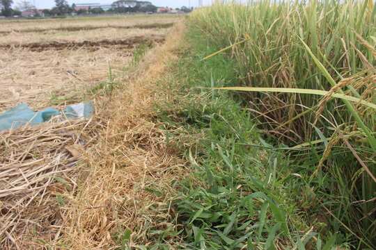 rice fields with green grass on the right side and dry grass on the dry side, located in Cilacap City - Indonesia, in the dry season of the tropics