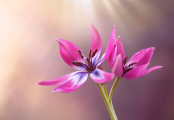Wiosenne kwiaty. Tulipany botaniczne Little Beauty. Tapeta, dekoracja. 
