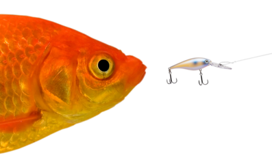 Goldfish about to make a big mistake