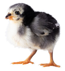 Wide eyed baby chicken