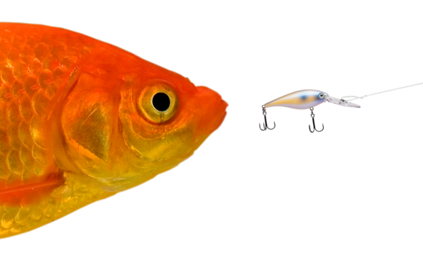 Goldfish about to make a big mistake