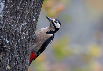 Male great spotted woodpecker (Dendrocopos major) walking upwards on a tree. Colorful woodpecker...