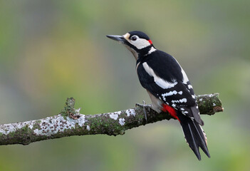 Male great spotted woodpecker (Dendrocopos major) perched on a rotten branch. Colorful woodpecker...