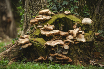 Mushrooms grown on a tree trunk in an autumn forest
