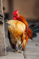 Colorful short-legged Bantam chicken, rooster, on nature background