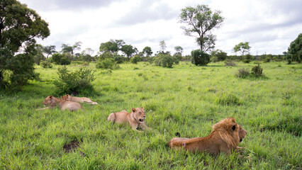 Löwen in der Savanne