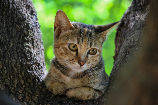 Selective Focus Torbie Kitten Beautiful patterns are on the tamarind tree. The eyes are cute.
