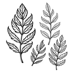 collection of leaves