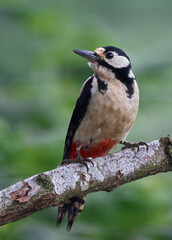 Female great spotted woodpecker (Dendrocopos major) perched on a rotten branch. Colorful woodpecker looking at the camera in the forest with natural environment. Wild bird in nature background image.