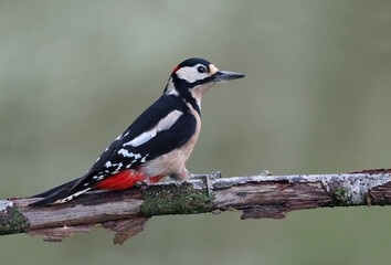 Male great spotted woodpecker (Dendrocopos major) perched on a rotten branch. Colorful woodpecker looking at the camera in the forest with natural environment. Wild bird in nature background image.