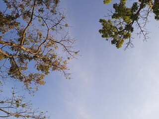 sky and trees