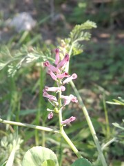 fumaria vaillantii loisel flower or Few-flower fumitory, Earthsmoke, Few-flowered Fumitory