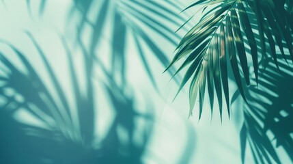Blurred shadow from palm leaves on the light blue wall. Minimal abstract background for product presentation. Spring and summer.