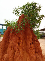 Sapele, Delta State, Nigeria, January 14 2024: Termite Mound Under Green Foliage