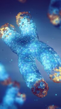 Chromosome damage and telomere maintenance, vertical video. DNA repair and telomere extension therapy. Telomere length is affected by lifestyle and is associated with aging and age related diseases