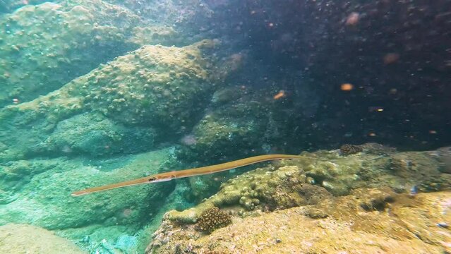 Trumpetfish Bluespotted cornetfish Flutemouths Fistularia commersonii belone syngnathoidei fish feeding swims in coral reefs of warm tropical waters in natural habitat.