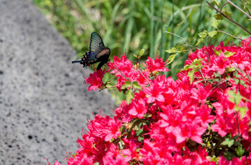 a black butterfly on the pink flowers