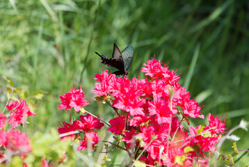 a black butterfly on the pink flowers