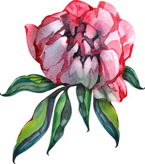 Pink peony watercolor flowers. Floral arrangement for card, invitation, decoration