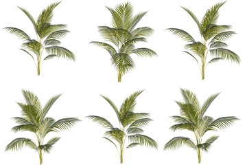 plam tree set. Palm trees isolated on white background. Beautiful palma tree set illustration - obrazy, fototapety, plakaty