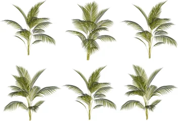 Fotobehang plam tree set. Palm trees isolated on white background. Beautiful palma tree set illustration © Muhammad