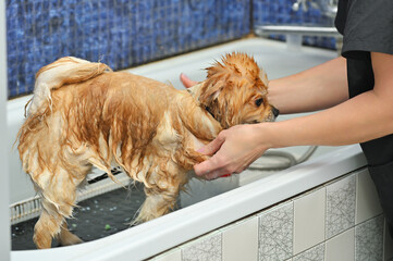 groomer bathes a Pomeranian dog in the shower at a specialized pet care salon.