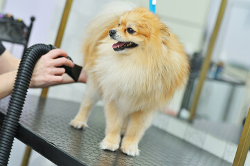 groomer dries the hair of a Pomeranian dog with a hair dryer after bathing in a specialized salon