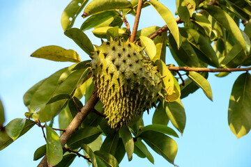 Sousop Fruit Growing on the Tree in Sarawak Borneo East Malaysia - 753593131