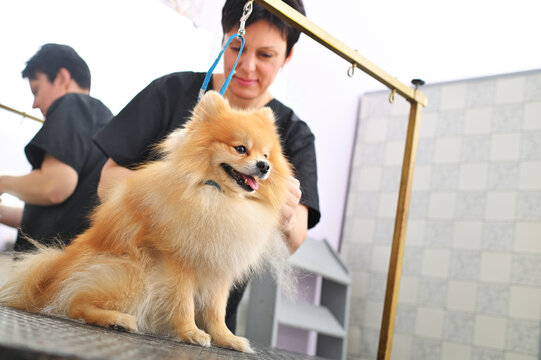 A grummer combs the wool of a Pomeranian with a brush.