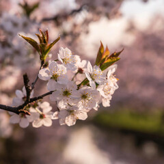 Obraz premium 벚꽃