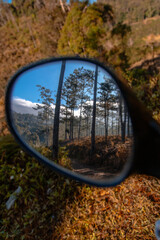  leaves and forest in the mirror