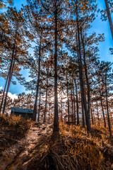 Spring forest in the morning