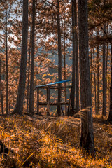 bench in autumn forest