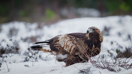 Steinadler im Schnee in Norwegen