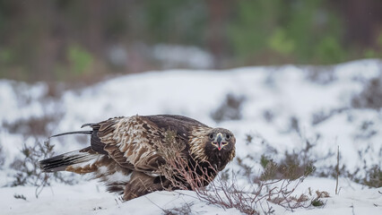 Steinadler im Schnee in Norwegen