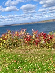 autumn flora on the lakeside